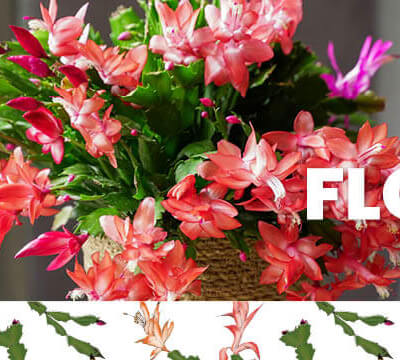 241210.HOFL Facebook 820x360px