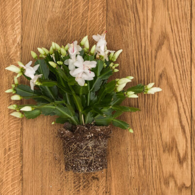 Hofland Schlumbergera met wortels 2