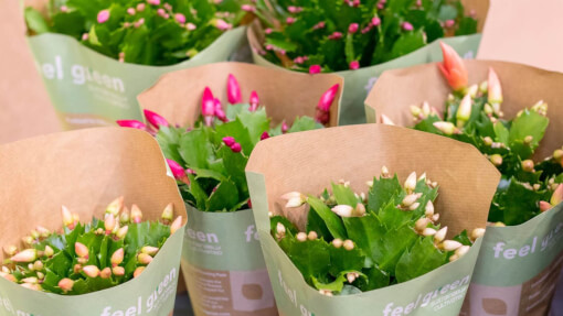 Schlumbergera in hoes