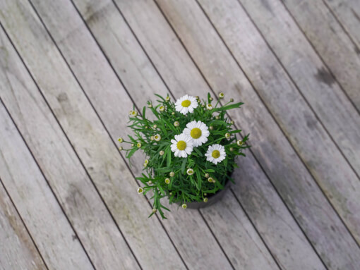 Argyranthemum DSC03000 low