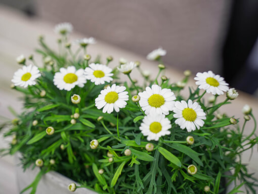 Argyranthemum DSC03123 low