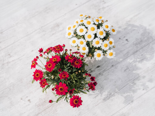 Sfeerfoto Argyranthemum