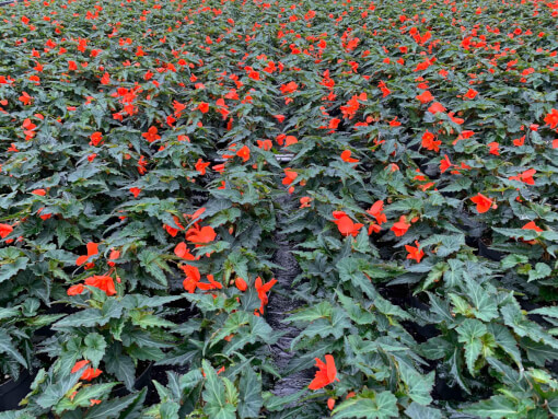 Begonia 04 2022 14 35 13