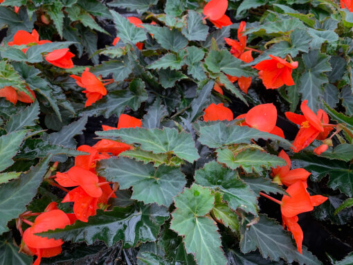 Begonia 25 04 2022 14 35 29