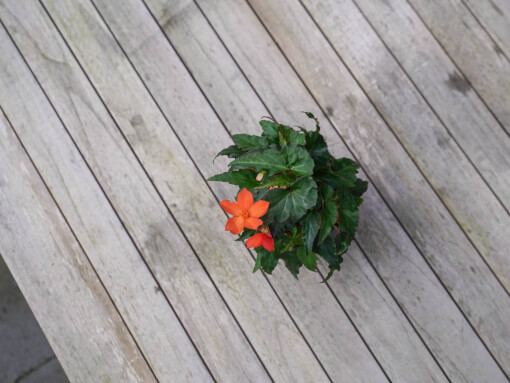 Begonia DSC03005 low