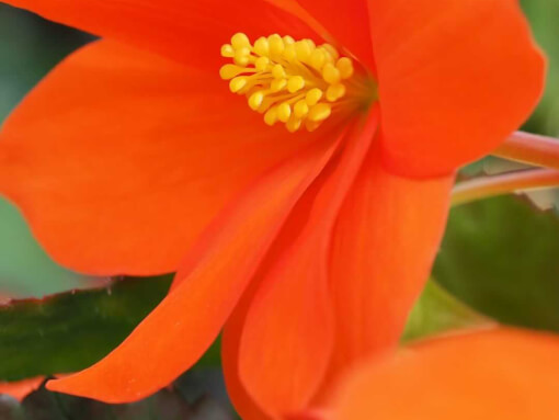 Begonia oranje