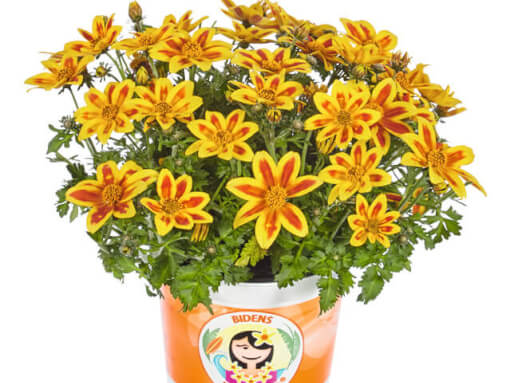 BID TakaTukaM YellowRedStar 409790