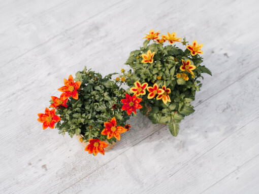 Bidens 1