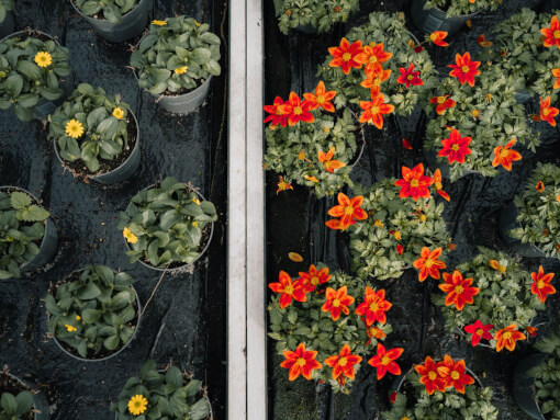 Kasfoto Bidens en Sanvitalia