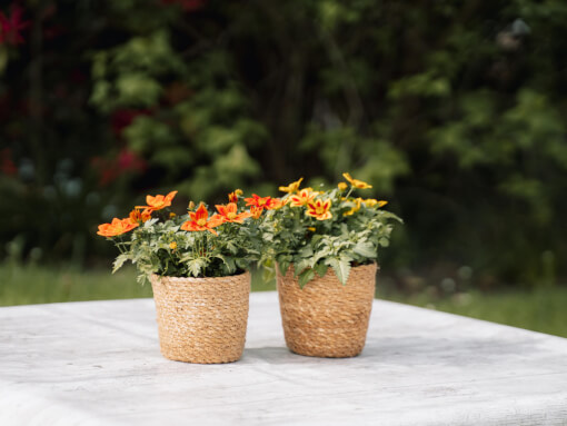 Sfeerfoto Bidens 2