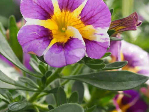 Calibrachoa blauw geel