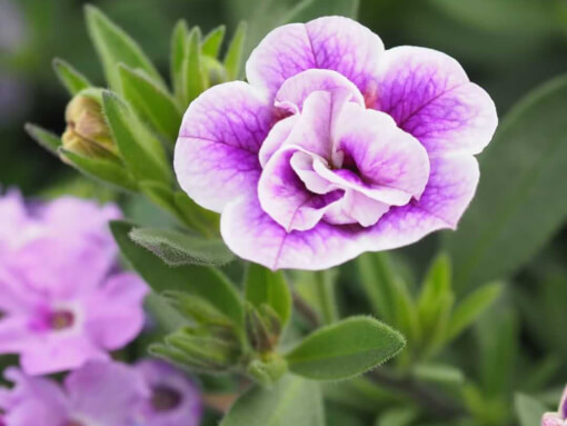 Calibrachoa dubbel bloemig