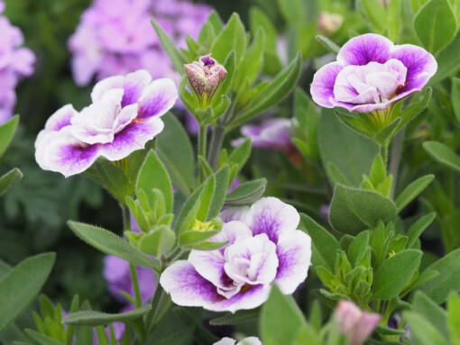 Calibrachoa purple