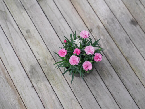 Dianthus DSC03014 low