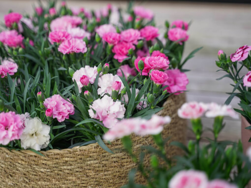 Dianthus DSC03082 low