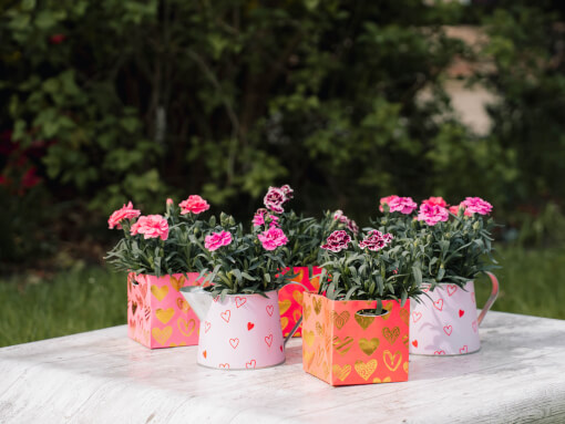 Sfeerfoto Dianthus