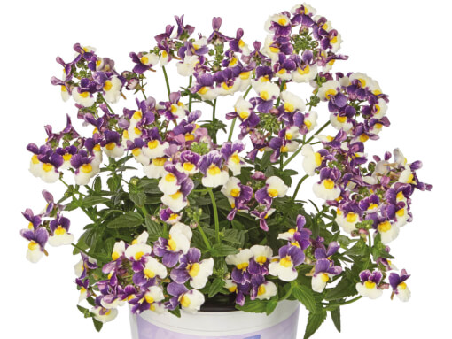 NEM MaretoR Blue Cream 457601