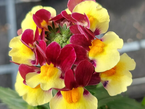 NEM MaretoR Burgundy Yellow 457599