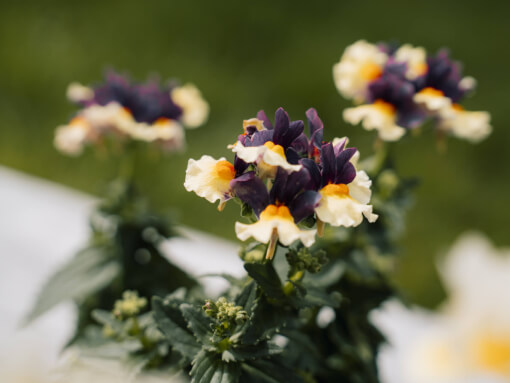 Sfeerfoto Nemesia open bloem