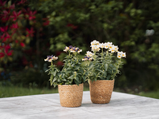 Sfeerfoto Nemesia