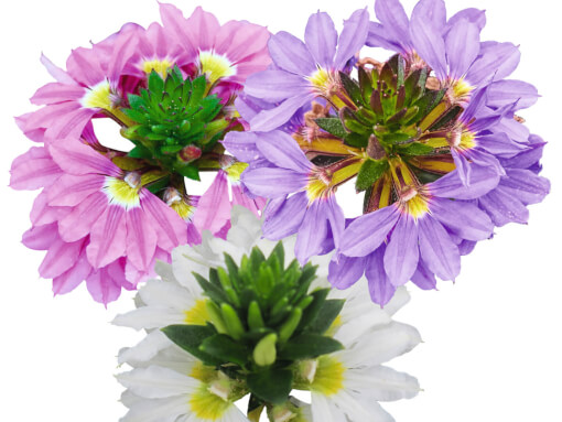 SCA Abanico Trio Blue Rose White 476920 7535 2