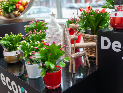 Schlumbergera Kerst 2018 OZ
