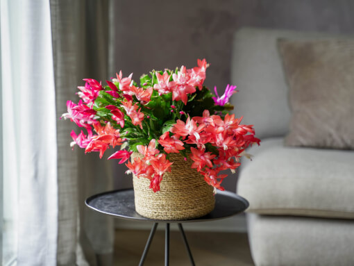 Schlumbergera DSC03351 low