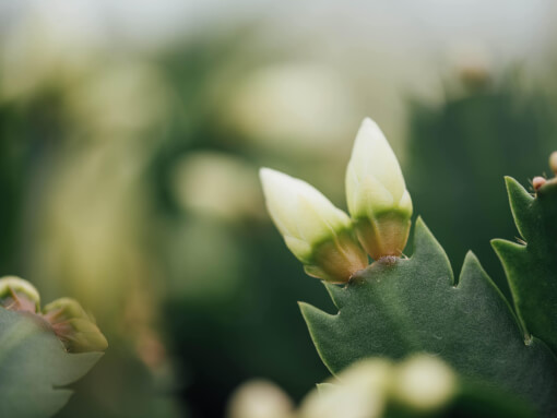 Schlumbergera DSC 7352 low