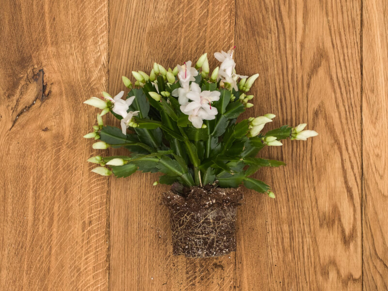 Hofland Schlumbergera met wortels 2