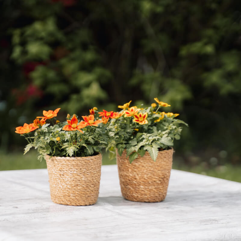 Sfeerfoto Bidens 2