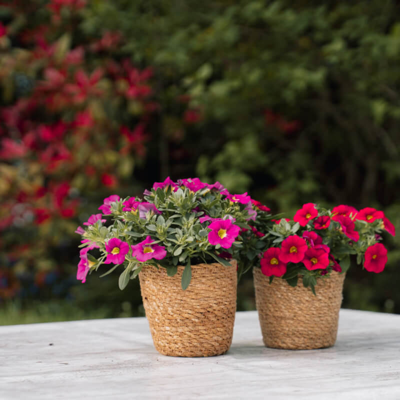 Sfeerfoto Calibrachoa