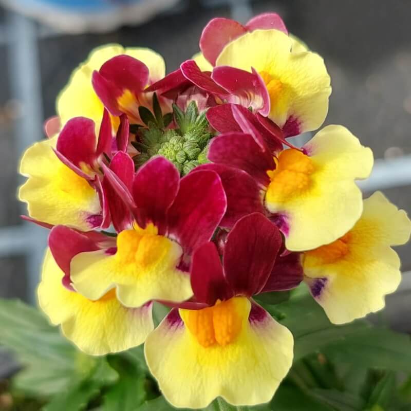 NEM MaretoR Burgundy Yellow 457599