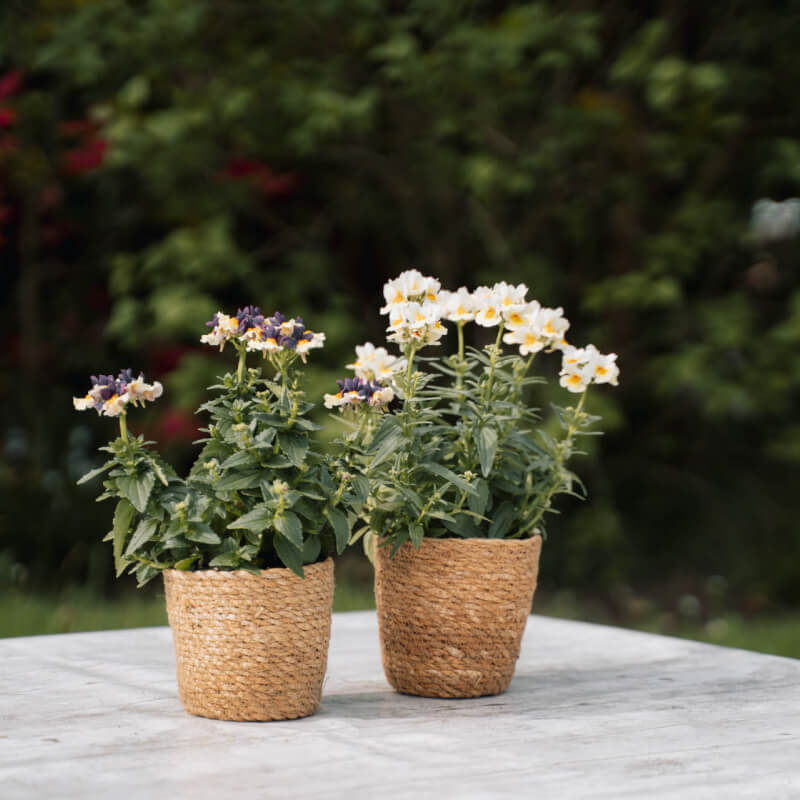 Sfeerfoto Nemesia