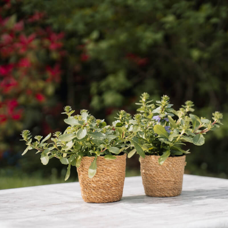 Sfeerfoto Scaevola