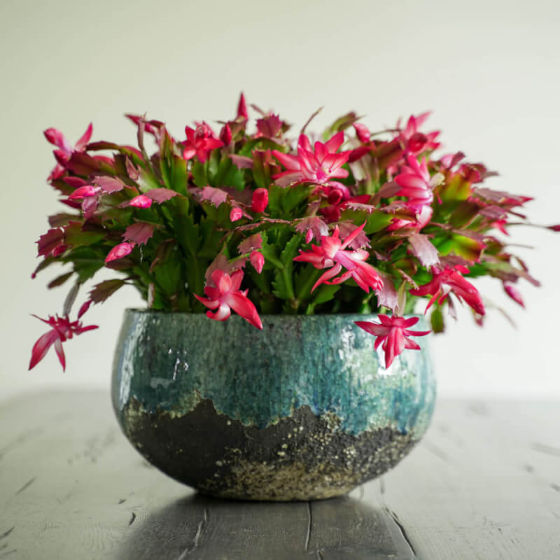 Schlumbergera DSC03456 low